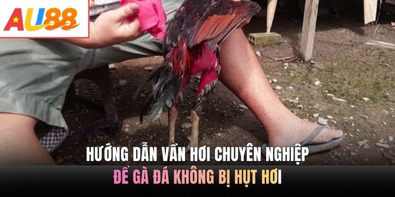Hướng dẫn vần hơi chuyên nghiệp để gà đá không bị hụt hơi