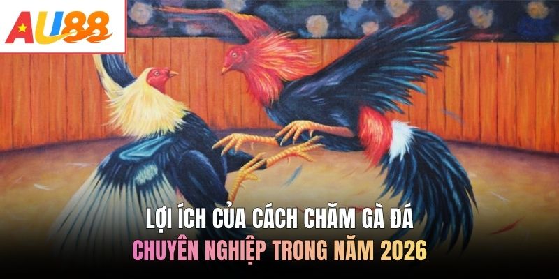 Lợi ích của cách chăm gà đá chuyên nghiệp trong năm 2026